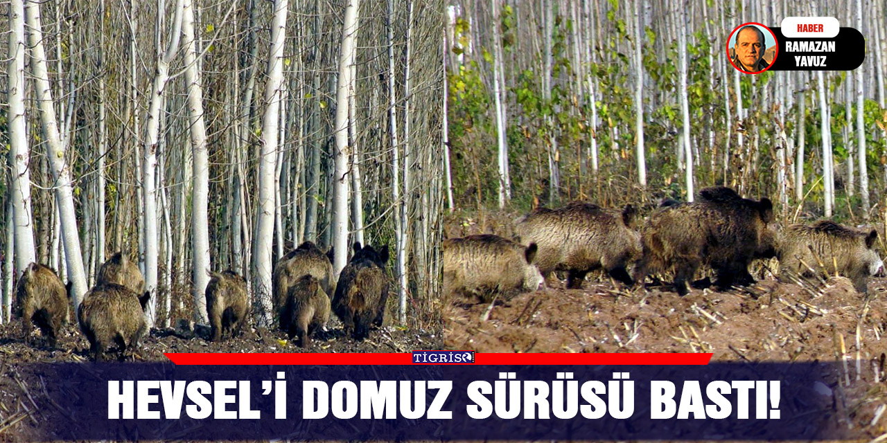 Hevsel’i domuz sürüsü bastı!