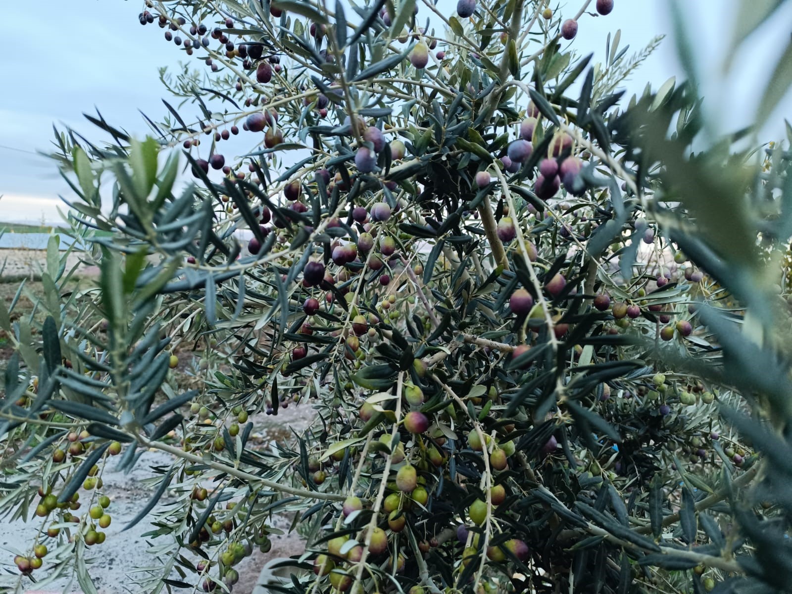 Deneme için ektiler, verim aldılar