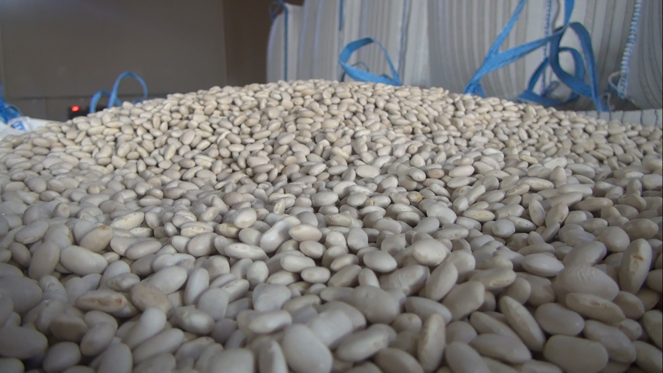 Tohumluk kuru fasulye üretiminde birinci oldu