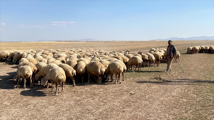 Malya’da yetişen koyunlar üreticilerin tercihi