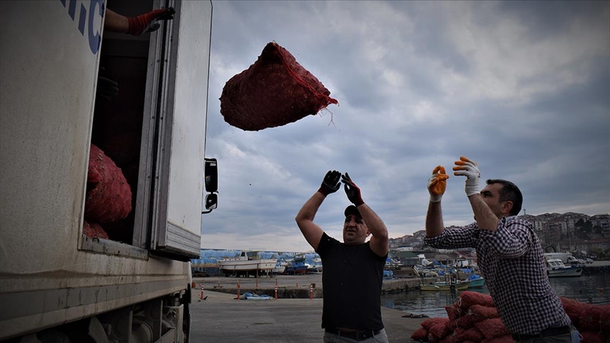 Türkiye'nin 11 aylık deniz salyangozu ihracatı milyon doları aştı