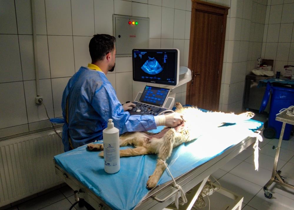 10 bin 595 sokak hayvanı tedavi edildi