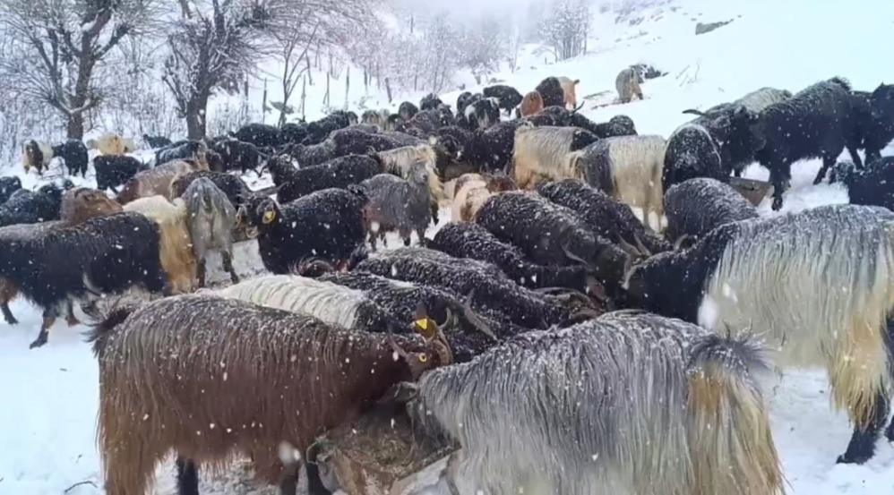 Kar yağışına hazırlıksız yakalanan besiciler zor anlar yaşadı