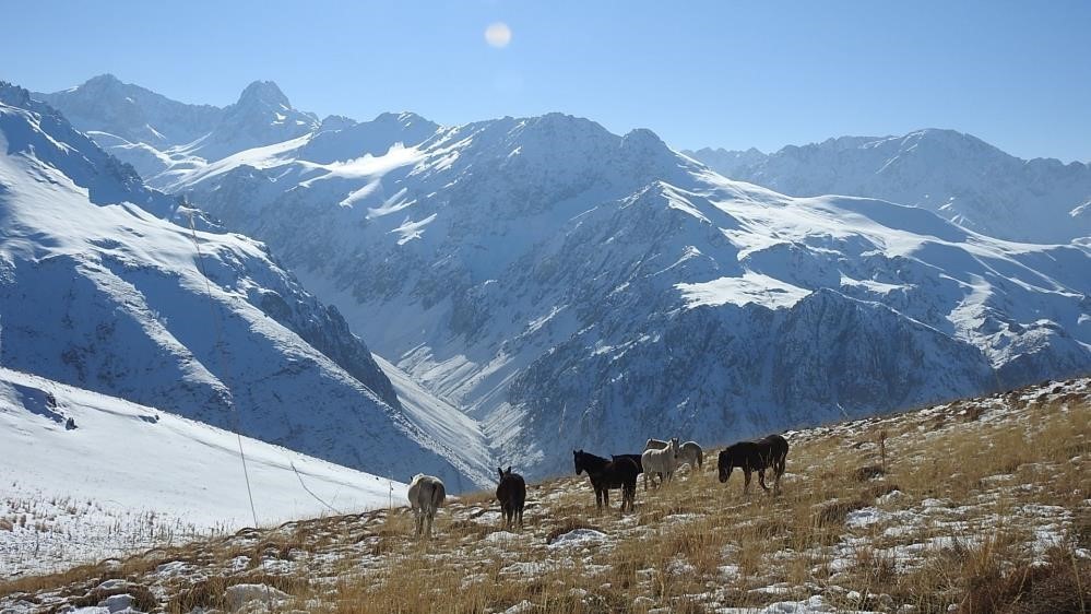 Munzur’un yılkı atları