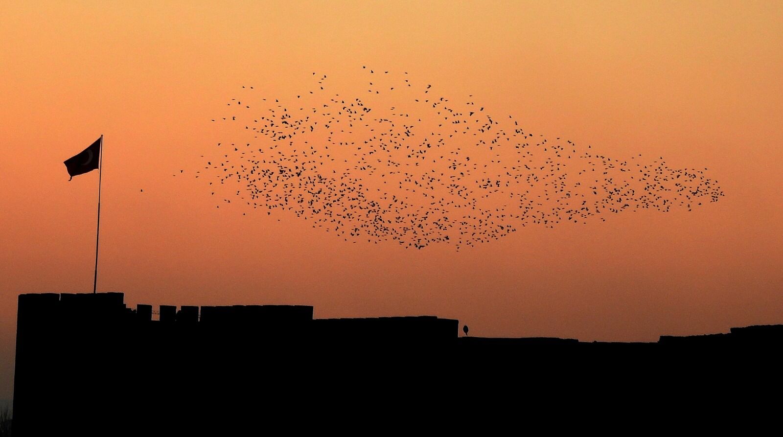 Kentin üzerinde aniden beliriyor, tarihi surlara güzellik katıyorlar
