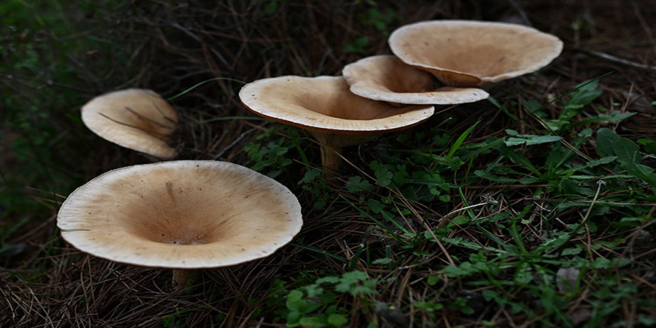 Doğada yetişen mantarlar konusunda doğru bilinen yanlışlar