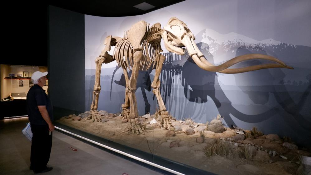 Mamut iskeleti hayran bırakıyor