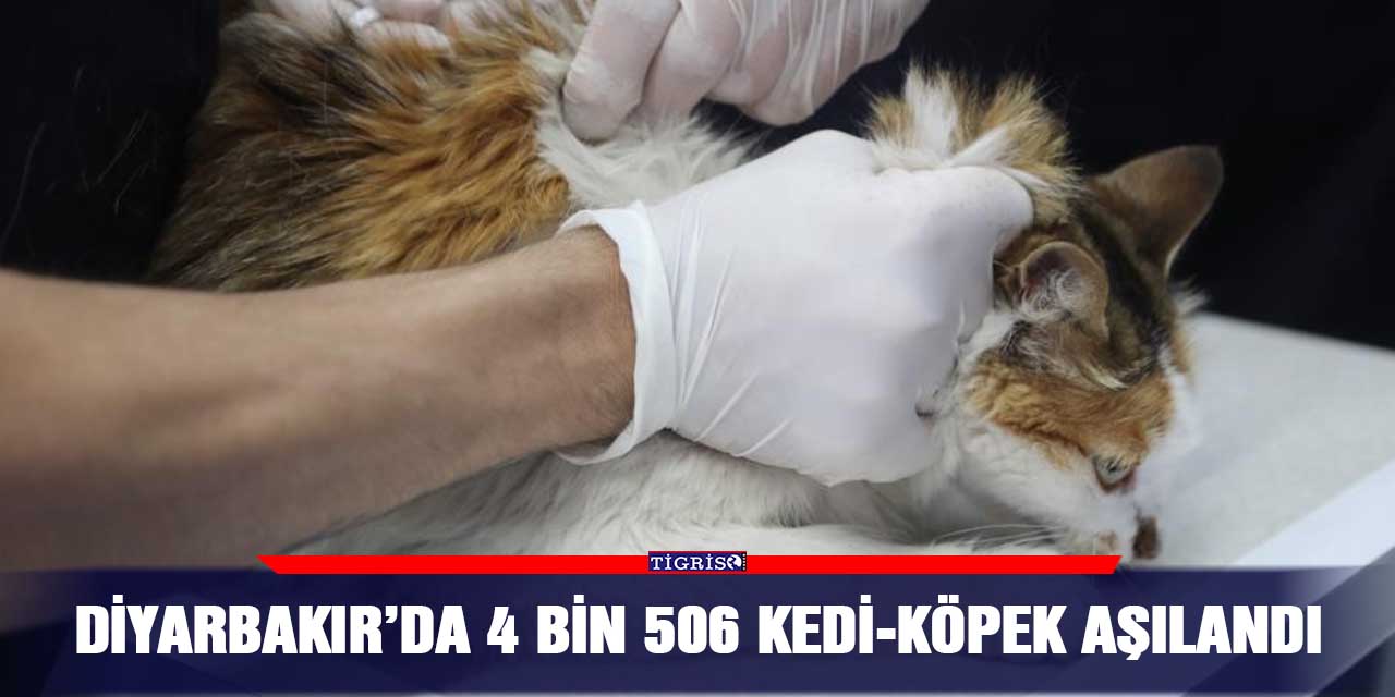 Diyarbakır’da 4 bin 506 kedi-köpek aşılandı