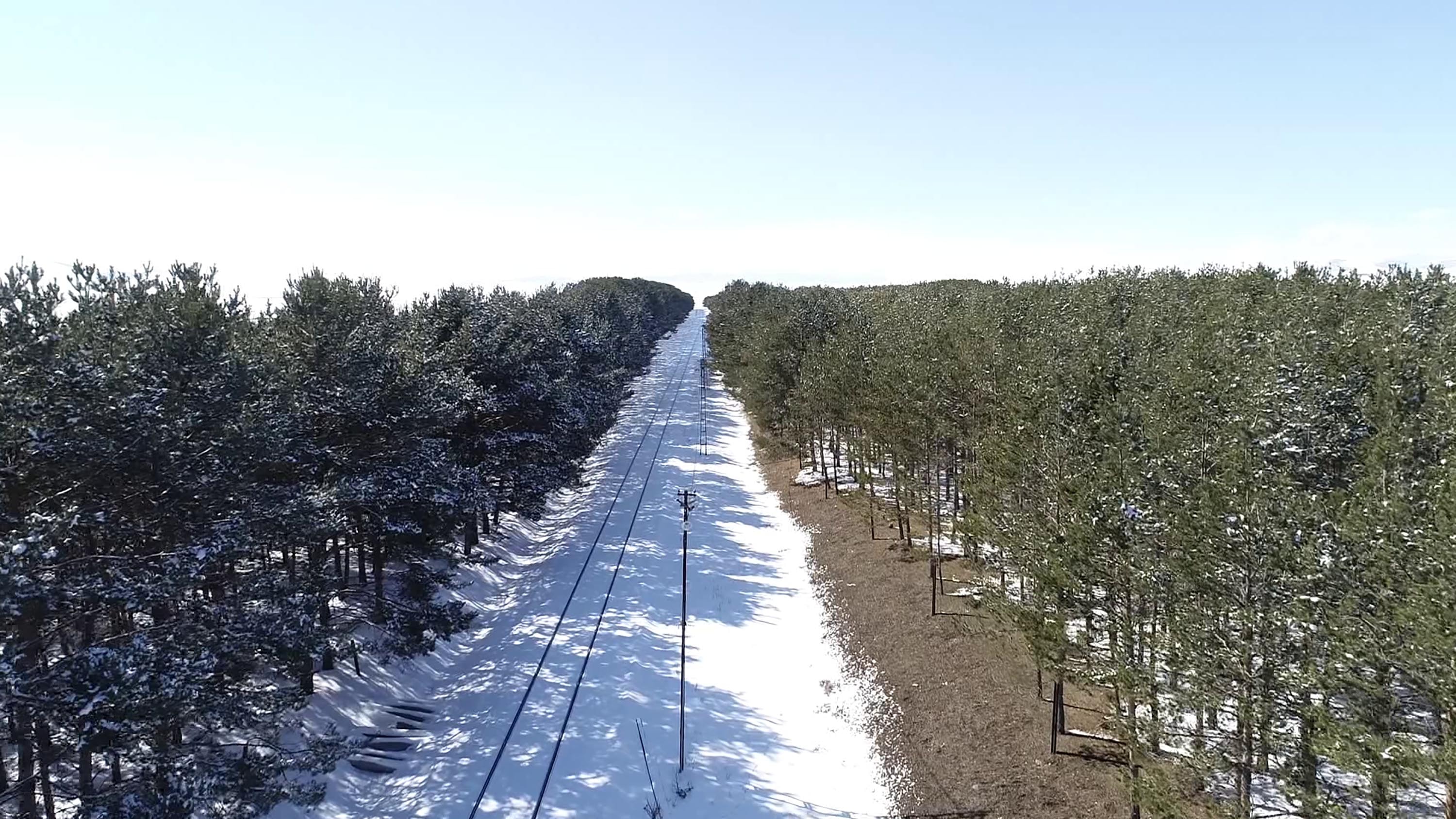 53 yıllık ağaçlar kuruyor