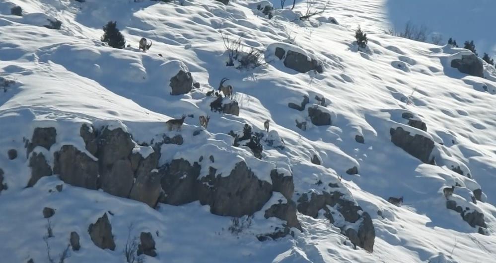 Karlı dağları aşarak göç yoluna koyulan dağ keçileri görüntülendi