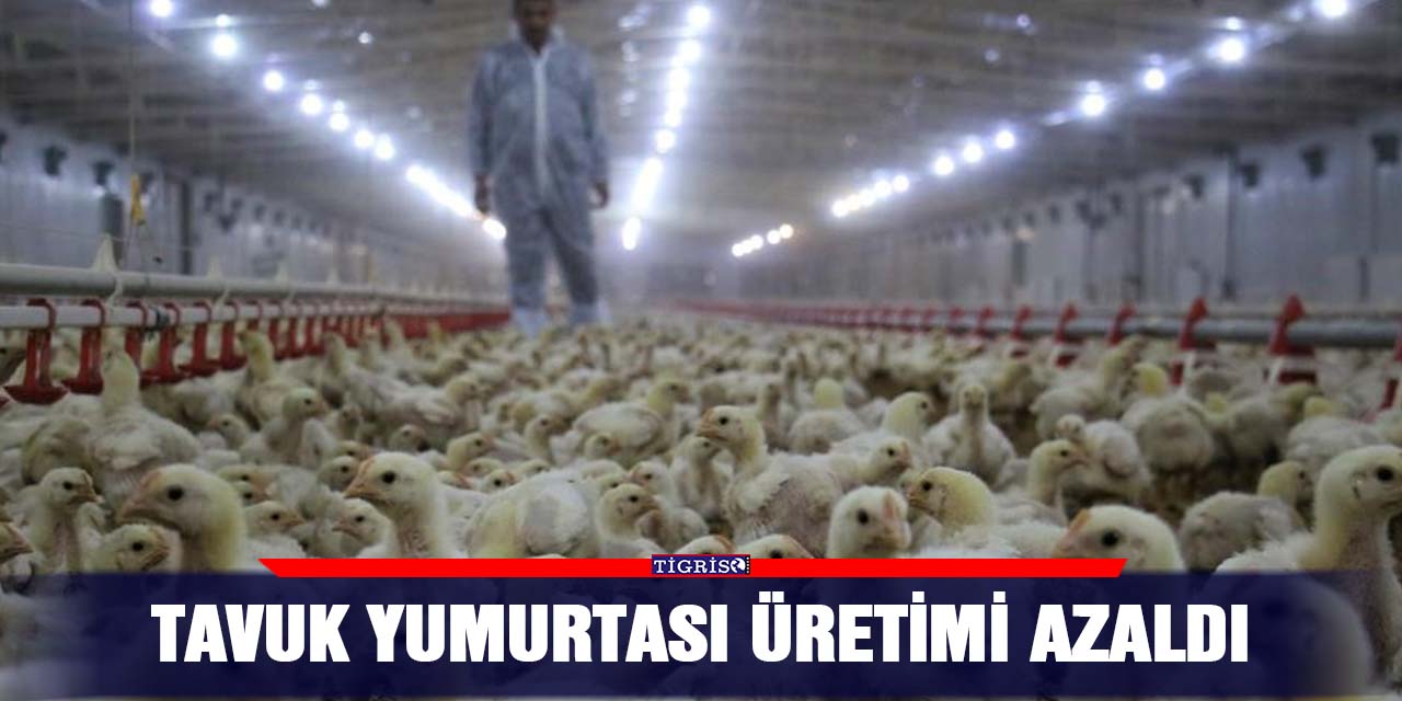 Tavuk yumurtası üretimi azaldı