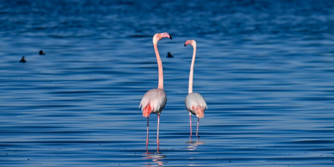 Van Gölü havzası ötücü kuğular ile flamingolara ev sahipliği yapıyor