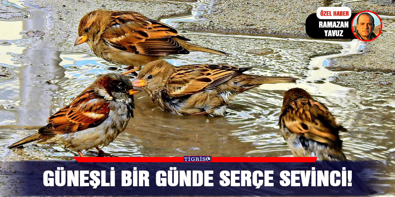 Güneşli bir günde serçe sevinci!