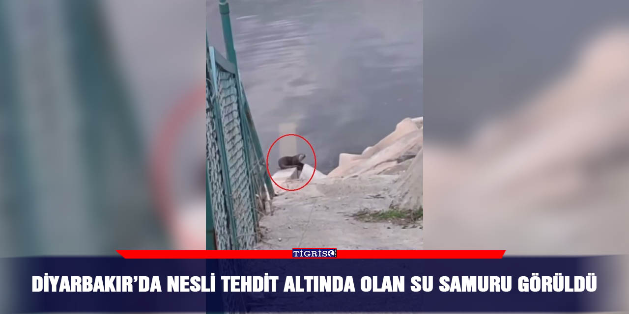 Diyarbakır’da nesli tehdit altında olan su samuru görüldü