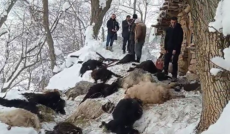 Yangında 40 keçi telef oldu