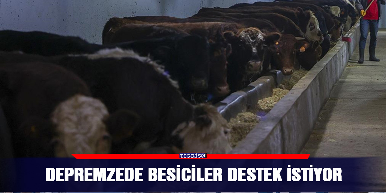 Depremzede besiciler destek istiyor