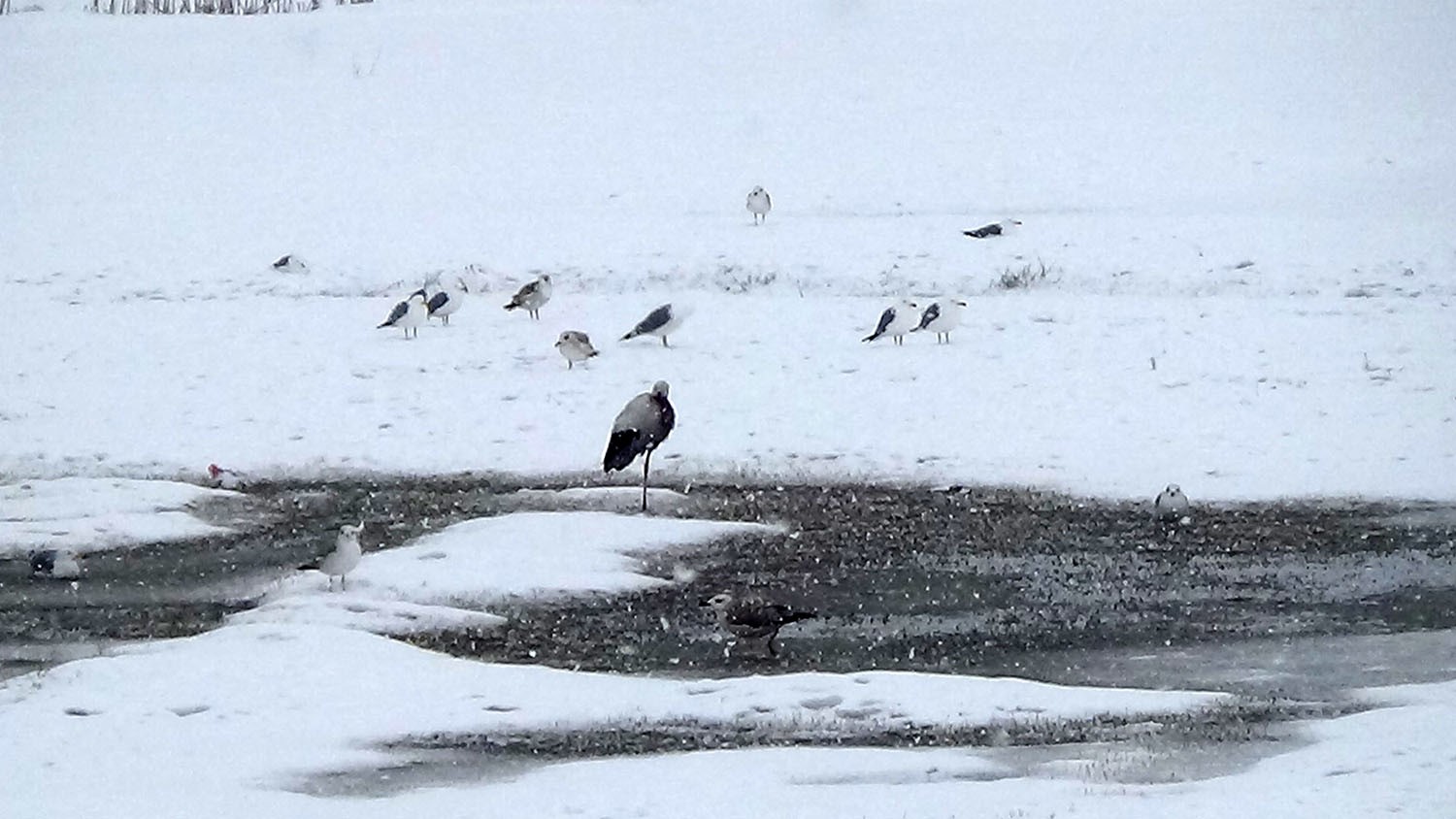 Leylekler bu yıl göç etmedi