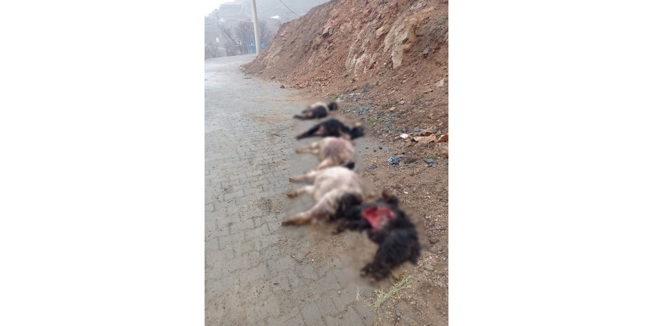 Diyarbakır’da 15 keçi telef oldu