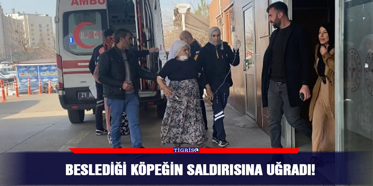 Beslediği köpeğin saldırısına uğradı!