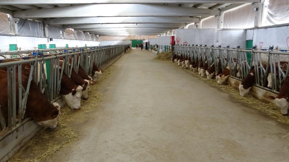 Devlet desteğiyle kurdu günlük 700 litre üretim elde etti