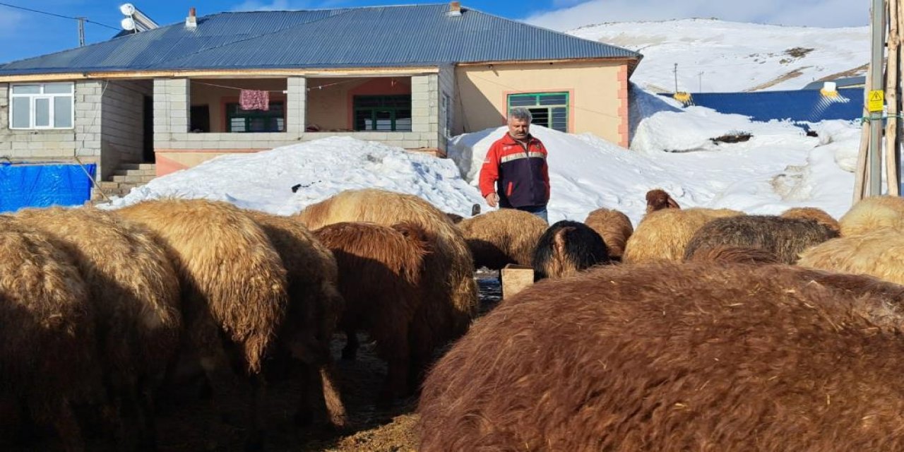 Yüksek rakımlı köyde zorlu hayvancılık