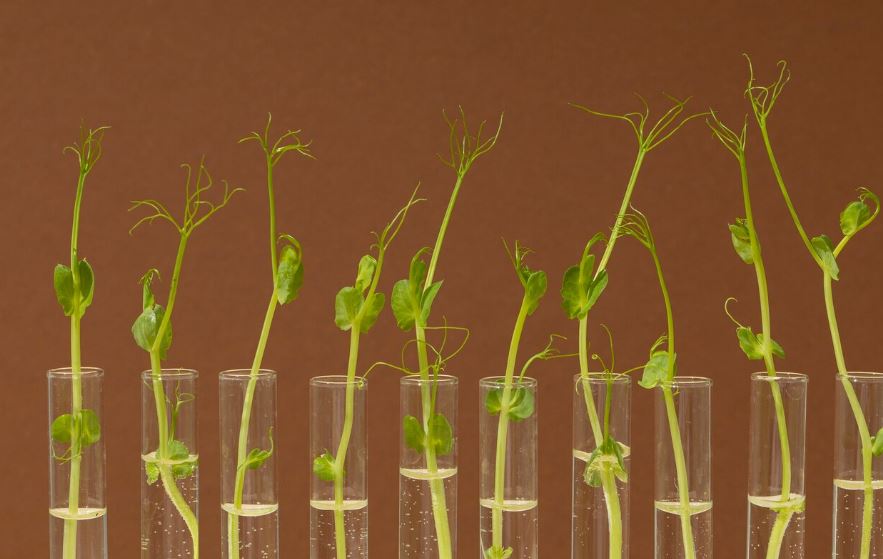 Şans Getirdiğine İnanılan Bitkiler