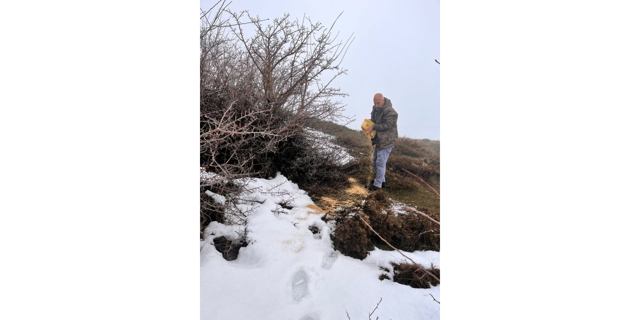 Yaban hayvanları için yemleme çalışması