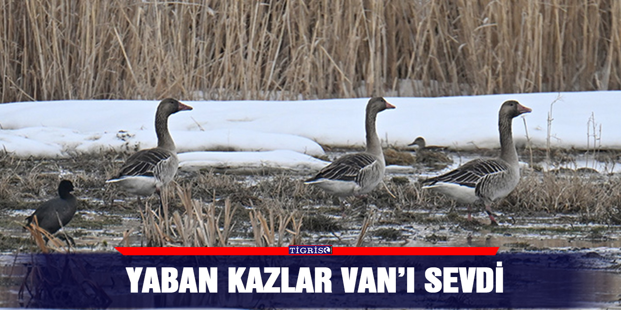 Yaban kazlar Van’ı sevdi