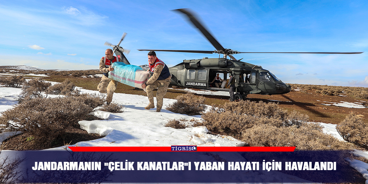Jandarmanın "Çelik Kanatlar"ı yaban hayatı için havalandı