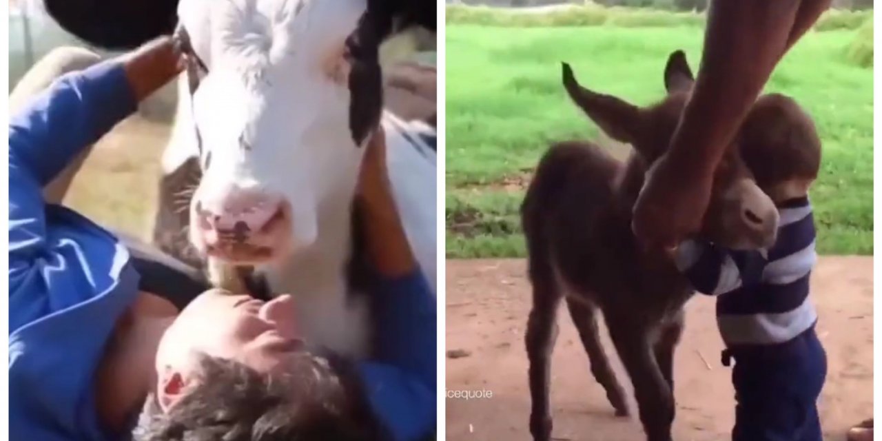 VİDEO - İç ısıtan 'can dostu' görüntüsü sosyal medyada beğeni topladı