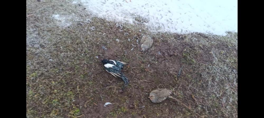 Av Kabahati işleyenlere 63 bin 138 TL para cezası