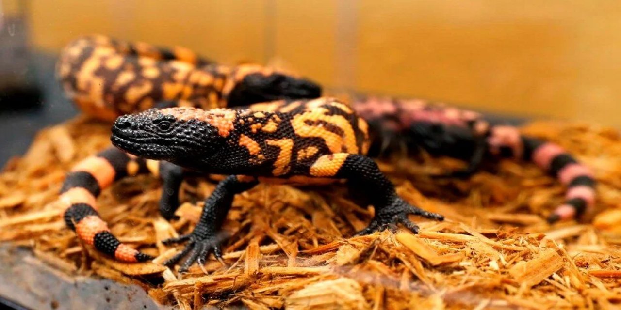 Evinde beslediği canavar tarafından öldürüldü!