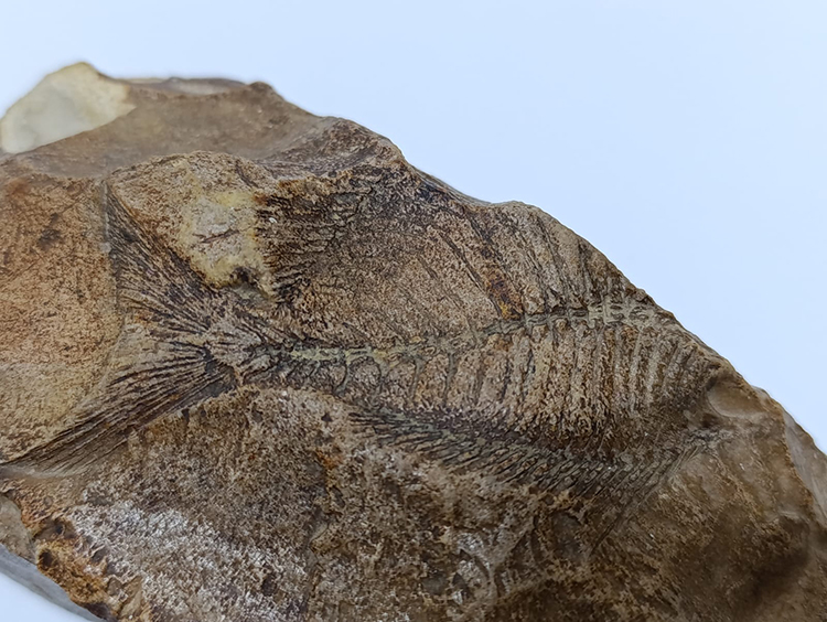 Orta Miyosen Dönemi'ne ait balık fosili bulundu