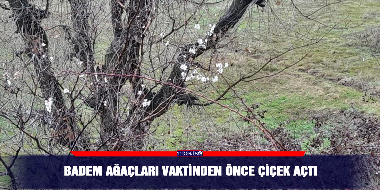 Badem ağaçları vaktinden önce çiçek açtı