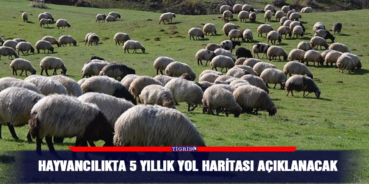 Hayvancılıkta 5 yıllık yol haritası açıklanacak