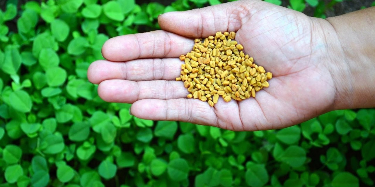 Tadı acı olsa da, çemen otunun bilinmeyen faydaları!