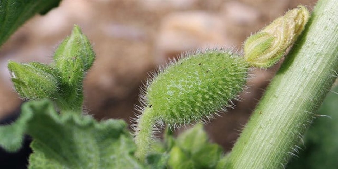 Zehirli bitkileri ayırt etmek için 5 ipucu