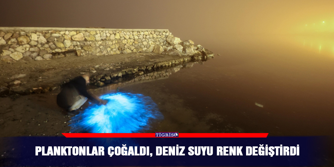 Planktonlar çoğaldı, deniz suyu renk değiştirdi