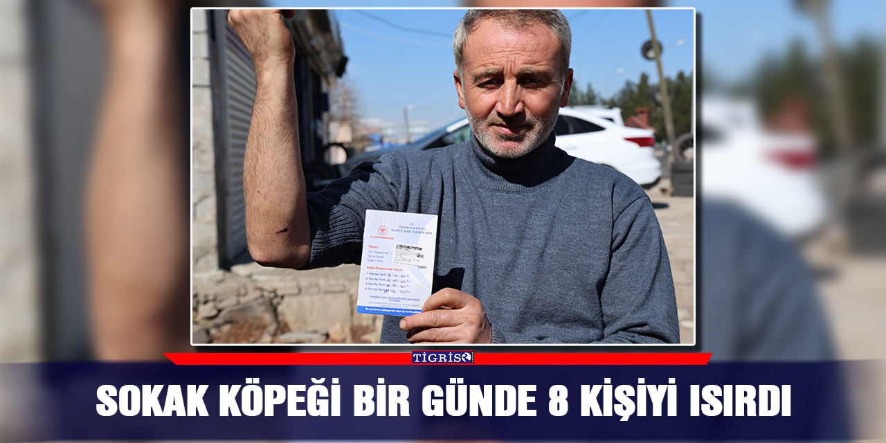 Sokak köpeği bir günde 8 kişiyi ısırdı