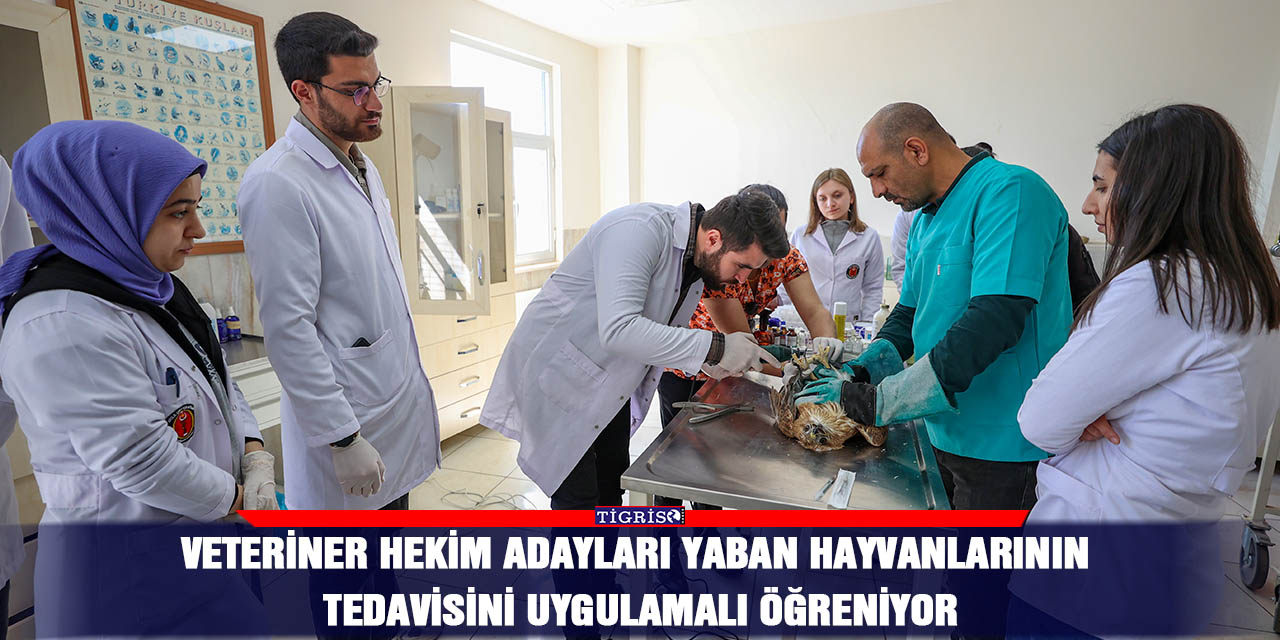 Veteriner hekim adayları yaban hayvanlarının tedavisini uygulamalı öğreniyor