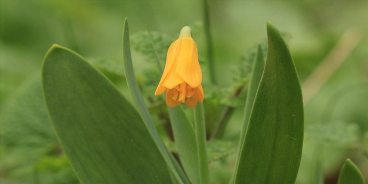 Sadece Diyarbakır'da olan bir lale türü keşfedildi!