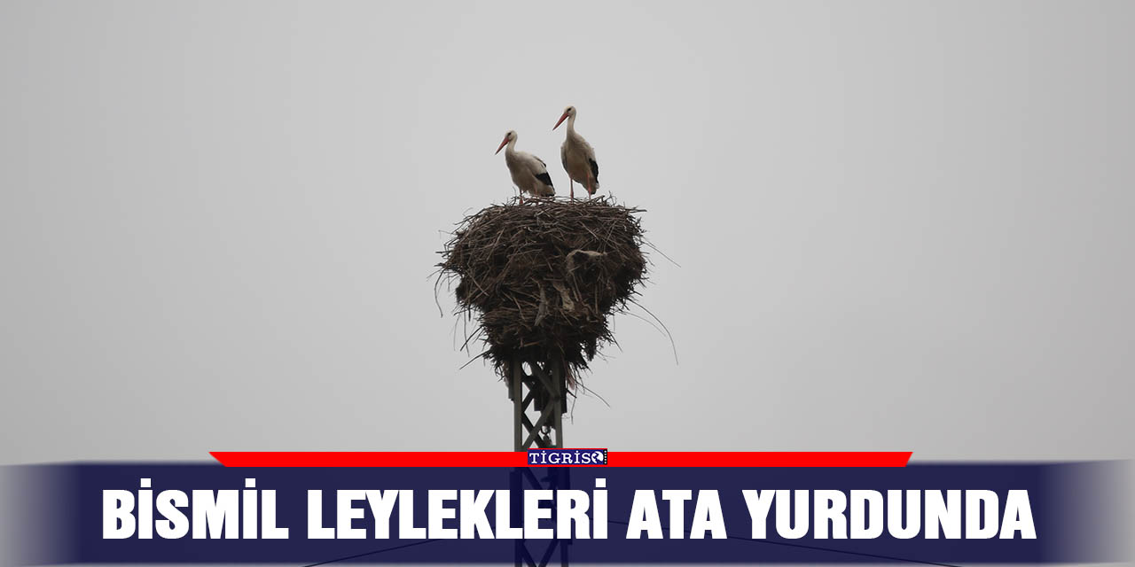 Bismil leylekleri ata yurdunda
