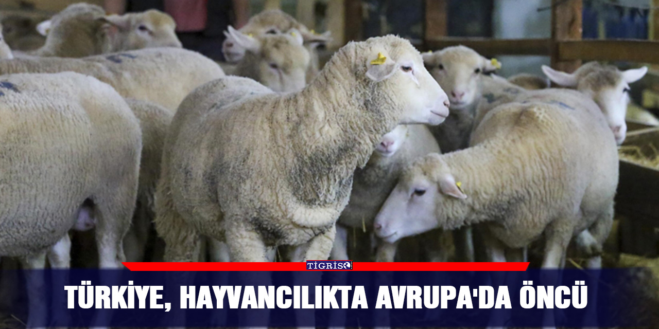 Türkiye, hayvancılıkta Avrupa'da öncü