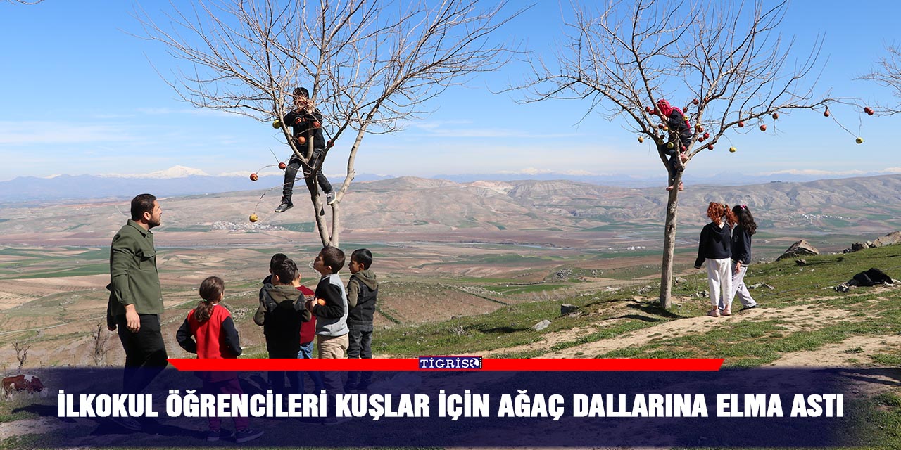 İlkokul öğrencileri kuşlar için ağaç dallarına elma astı