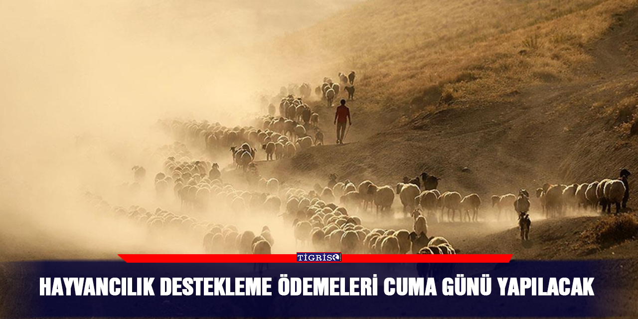 Hayvancılık destekleme ödemeleri Cuma günü yapılacak