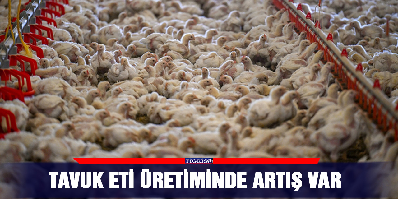Tavuk eti üretiminde artış var