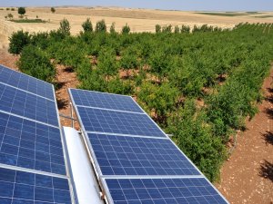 Yenilenebilir enerjiyle organik nar üretiyor