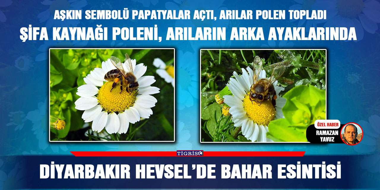 VİDEO-Diyarbakır Hevsel’de bahar esintisi