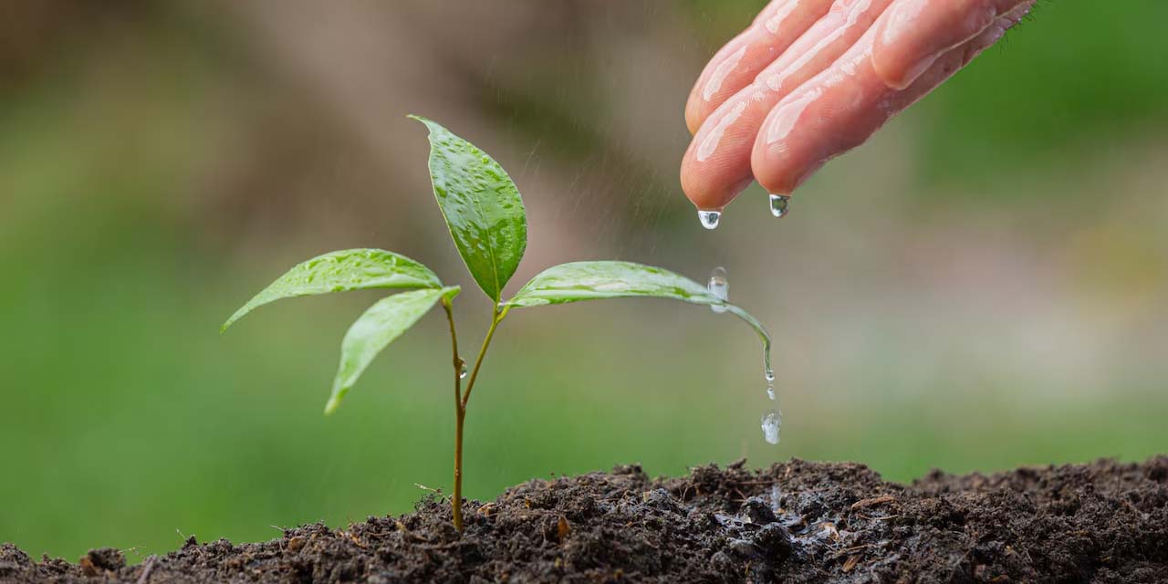Bitkilerin Yapraklarının Sararması: Nedenleri ve Çözümleri