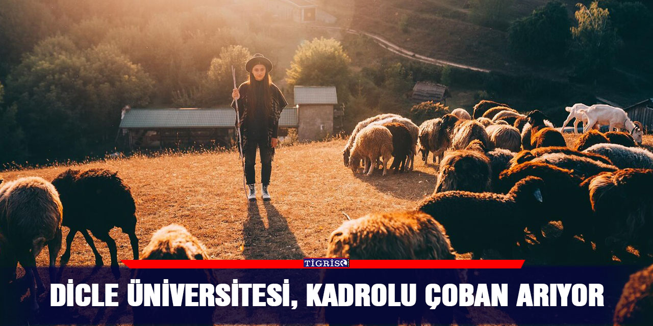Dicle Üniversitesi, kadrolu çoban arıyor